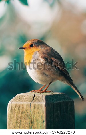 Robin redbreasted stands patiently on the fence. Beige and green bokeh background. Photo is focused on the bird's foot. Close up of english bird. 