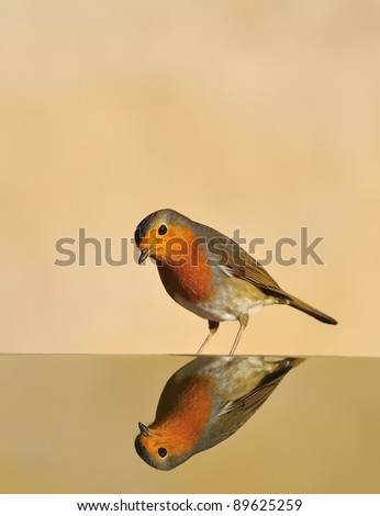 Similar – Image, Stock Photo Pretty bird Beautiful Life