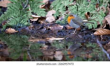 Robin and its reflection on a small puddle of water 