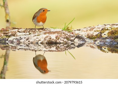 Robin reflection in a pool of water.