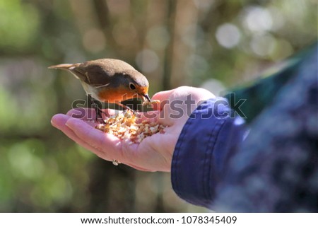 Robin rooting through hand held bird food of nuts and mealworms for the choicest morsel.