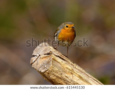 robin or ruddock