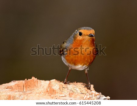 robin or ruddock