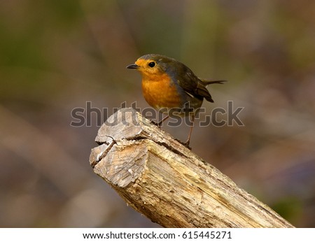 robin or ruddock