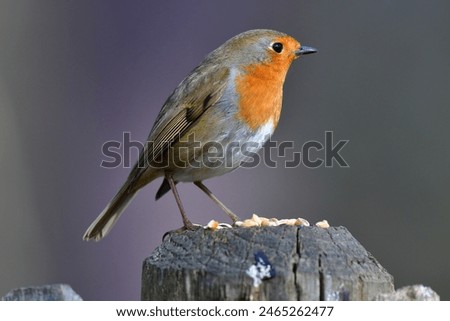 Similar – Image, Stock Photo Pretty bird Beautiful Life