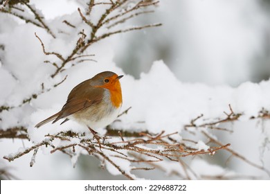 Robin shivering in the snow, perched on a small branch