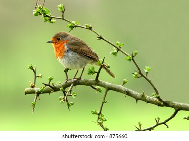 A Robin Sitting On A Branch Of A Hawthorn Tree In Spring.