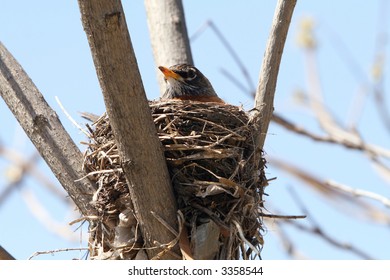 Robin sitting on her nest