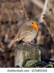 Robin sitting on a post