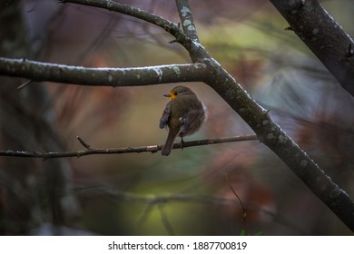 Robin sitting on a tiny branch