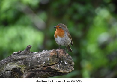 robin sitting on a tree