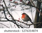 robin sitting at a tree