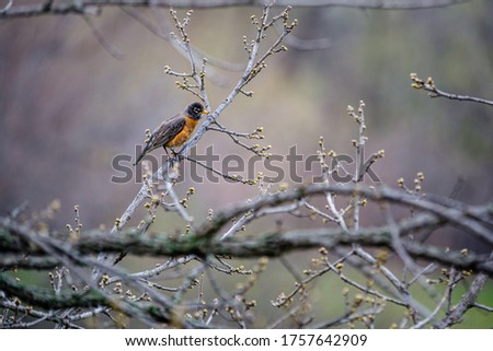 Robin sitting in a tree