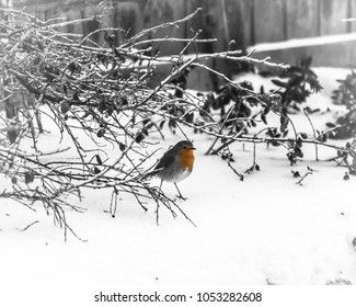 Robin in the snow