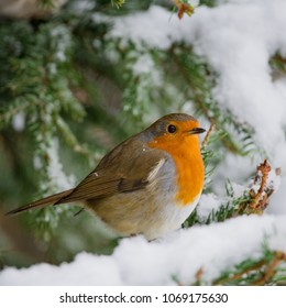 Robin In The Snow.