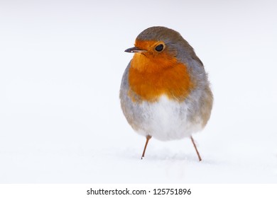 Robin In The Snow