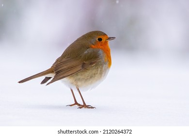Robin in the snow in soft light