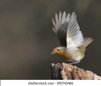 Robin Take Off