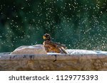 Robin taking a bath