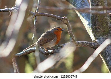 Robin in tree