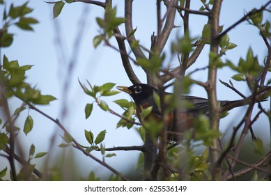Robin in tree