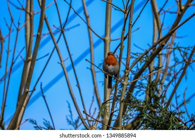 Robin in the trees