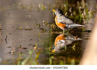 A Robin wading through a puddle left after a rainy day