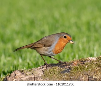 Robin With Waxworm