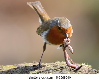 Robin with worm