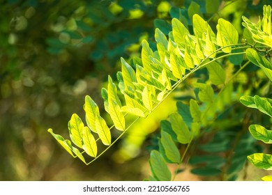 Robinia Leaves, Robinia Pseudoacacia, In Summer. Fresh Green Foliage Of Black Locust Or False Acacia