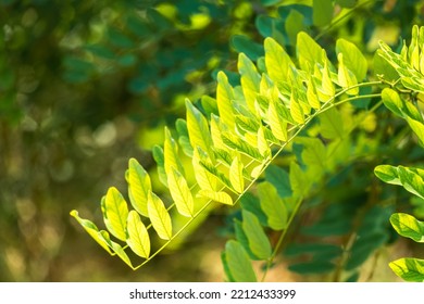 Robinia Leaves, Robinia Pseudoacacia, In Summer. Fresh Green Foliage Of Black Locust Or False Acacia