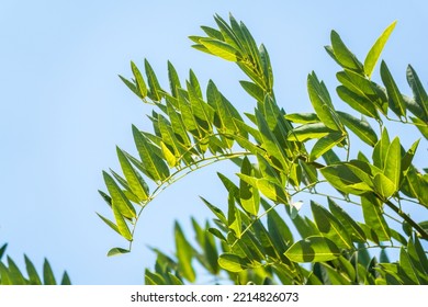 Robinia Leaves, Robinia Pseudoacacia, In Summer. Fresh Green Foliage Of Black Locust Or False Acacia