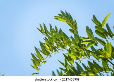 Robinia Leaves, Robinia Pseudoacacia, In Summer. Fresh Green Foliage Of Black Locust Or False Acacia