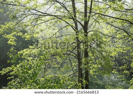 Robinia pseudoacacia or black locust tree in early spring morning