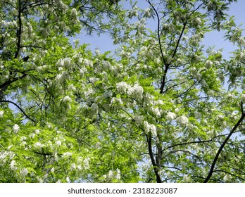 Robinia pseudoacacia o  Black locust. Majestic tree with pendulous clusters of creamy white, aromatic flowers
 - Shutterstock ID 2318223087