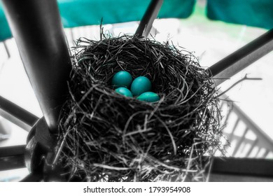 Robins Built A Nest At The Center Of An Umbrella In The Backyard