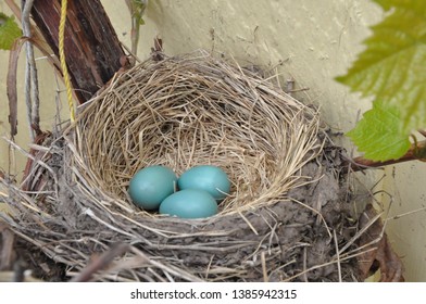 Robin's eggs in grass nest, against yellow house, grape vines