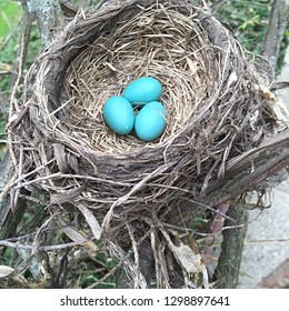Robin's Eggs Nest