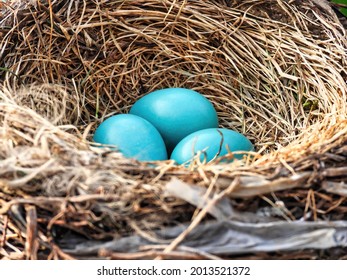 Robin's Eggs in Nest: Three blue American Robin bird eggs nestled into a bird's nest. - Powered by Shutterstock