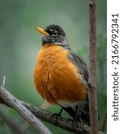 Robins in the spring time