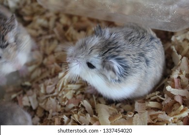 Roborovski Dwarf Hamster