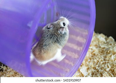 Roborovski Hamster Running On A Purple Wheel In A Cage, Selective Focus