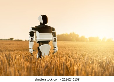 Robot Farmer On An Agricultural Wheat Field. Smart Farming Concept