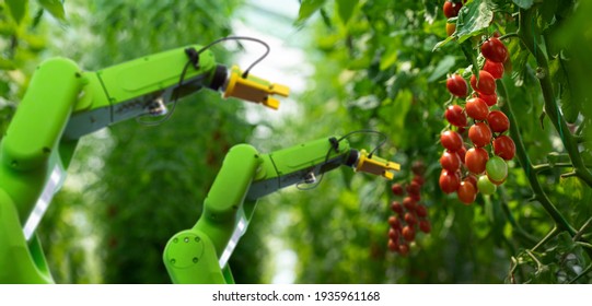 Robot Is Working In Greenhouse With Tomatoes. Smart Farming And Digital Agriculture 4.0