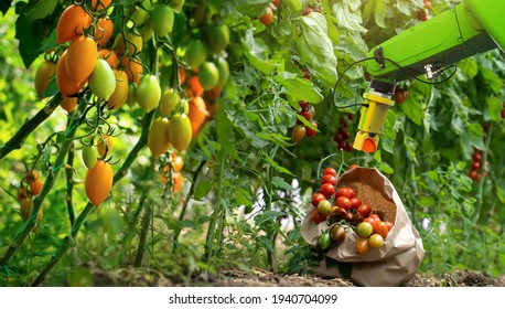 Robot Is Working In Greenhouse With Tomatoes. Smart Farming And Digital Agriculture 4.0