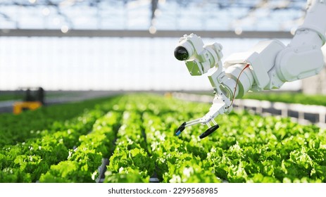 A robot is working on a lettuce farm.