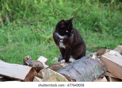 Robotic cat