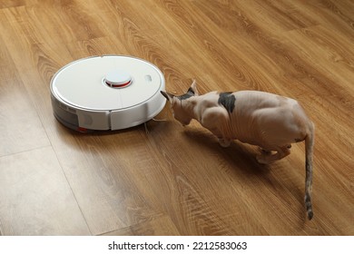 Robotic vacuum cleaner and cute Sphynx cat eating treats on wooden floor