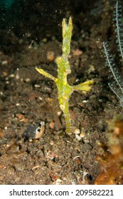 Robust Ghost Pipefish