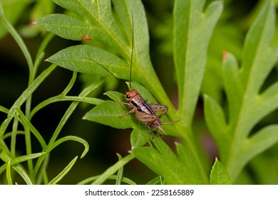 Robust ground cricket nymph in flower garden. Insect and nature conservation, household pest control concept.